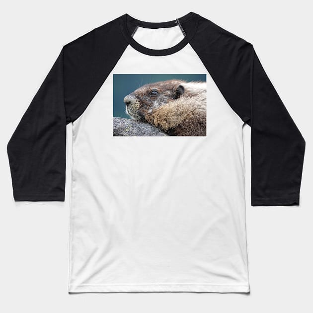 Marmot in Mount Rainier National Park Baseball T-Shirt by SDym Photography